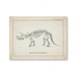 Detaillierte Illustration des Skeletts des Triceratops prorsus, eines prähistorischen Dinosauriers, auf einer wissenschaftlichen Seite.