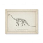 Detaillierte Illustration eines Camarasaurus-Skeletts, das die Knochenstruktur und Anatomie eines prähistorischen Dinosauriers zeigt.