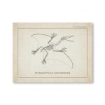 Detaillierte Illustration eines Dinosaurierskeletts, das den Pterodactylus Longirostris zeigt, auf einer wissenschaftlichen Zeichnung.