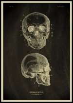 Detaillierte wissenschaftliche Illustration eines menschlichen Schädels mit Markierungen, zeigt die Anatomie des menschlichen Schädels in Seiten- und Frontalansicht.