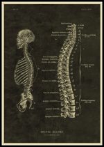 Detailliertes wissenschaftliches Diagramm der Halswirbelsäule mit Beschriftungen der Wirbel und Nerven, ideal für medizinische Studien und Anatomie-Lernmaterialien.