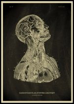 Detaillierte anatomische Illustration des Herz-Kreislauf-Systems, zeigt das Herz, die Arterien und Venen in einer wissenschaftlichen Darstellung. Perfekt für medizinische Dekorationen und Lernzwecke.