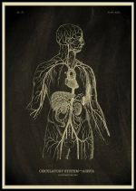 Anatomische Zeichnung des Kreislaufsystems mit Fokus auf Aorta und innere Organe.