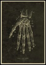 Detaillierte wissenschaftliche Illustration des Hand- und Handgelenks mit nummerierten Knochen und Gelenken, ideal für medizinische und anatomische Studien.