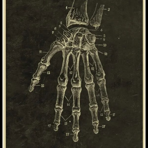 Detaillierte wissenschaftliche Illustration des Hand- und Handgelenks mit nummerierten Knochen und Gelenken, ideal für medizinische und anatomische Studien.