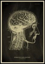 Detaillierte Illustration der menschlichen Gehirn- und Rückenmark-Anatomie, kombiniert mit einem Profil eines menschlichen Kopfes, ideal für wissenschaftliche Dekorationen.
