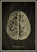 Detaillierte Illustration der menschlichen Gehirnstruktur, zeigt die verschiedenen Bereiche und deren komplexe Faltungen, ideal für wissenschaftliche und bildende Zwecke.