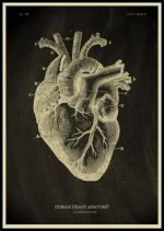 Detaillierte anatomische Illustration eines menschlichen Herzens mit Beschriftungen der verschiedenen Teile, geeignet für wissenschaftliche und bildungsbezogene Zwecke.