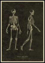 Detaillierte Illustration eines menschlichen Skeletts in frontal und seitlicher Ansicht, zeigt Knochenstruktur und Anatomie für wissenschaftliche Zwecke.