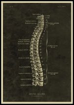 Detaillierte Illustration der menschlichen Wirbelsäule mit Beschriftungen der Wirbel und anatomischen Strukturen, ideal für medizinische und wissenschaftliche Zwecke.