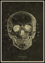 Detaillierte wissenschaftliche Illustration eines menschlichen Schädels mit nummerierten anatomischen Teilen, ideal für Bildungs- und Dekorationszwecke.