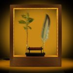Präsentation eines grünen Blattes und einer Feder in einer beleuchteten Vitrine, ideal für wissenschaftliche Dekorationen und Sammlerstücke.