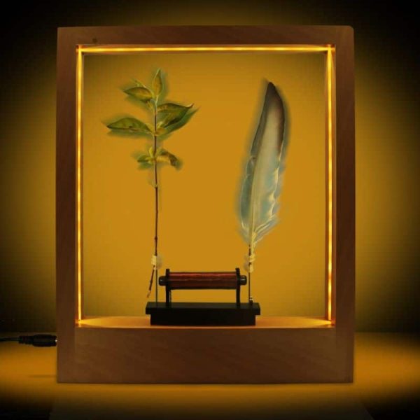 Präsentation eines grünen Blattes und einer Feder in einer beleuchteten Vitrine, ideal für wissenschaftliche Dekorationen und Sammlerstücke.