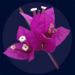Nahaufnahme einer pinken Blume mit wissenschaftlichen Dekorationen, die die Schönheit der Natur und Wissenschaft verbinden.