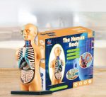Lehrreiches Anatomie-Modell des menschlichen Körpers für Kinder ab 6 Jahren, zeigt Organe und innere Strukturen, ideal für Bildung und Spiel.
