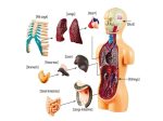 Detailliertes humanoides Anatomiemodell mit sichtbaren Organen wie Herz, Lunge, Leber, Magen, Darm, Nieren, Knochen, Haut, Brustkorb, Lunge, Herz, Leber, Magen, Darm, Nieren, und Schädel.