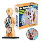 Detailliertes Anatomie-Modell des menschlichen Körpers mit sichtbaren Organen und Systemen, ideal für Bildung und Lernen.