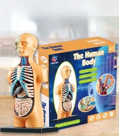 Lehrreiches Anatomie-Modell des menschlichen Körpers für Kinder ab 6 Jahren, zeigt Organe und innere Strukturen, ideal für Bildung und Spiel.