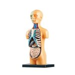Anatomisches Humanbiologiemodell mit sichtbaren Organen, inklusive Herz, Lunge und Darm, ideal für Bildungszwecke und medizinische Demonstrationen.