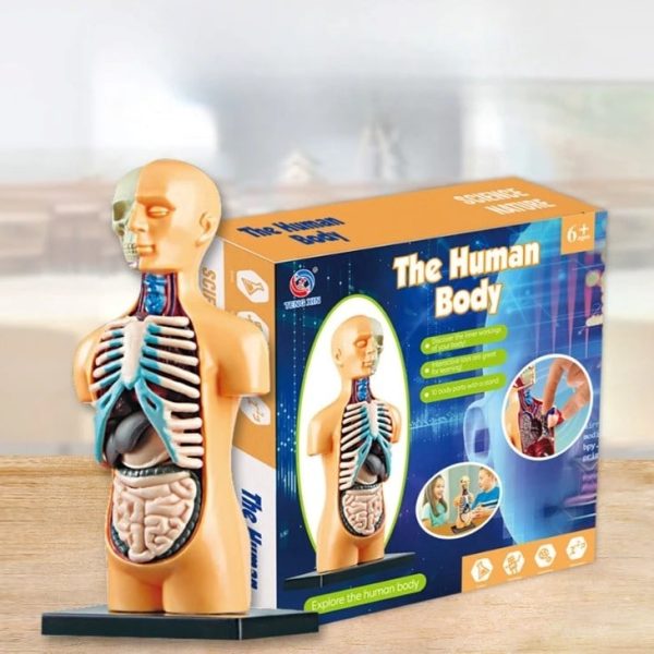 Lehrreiches Anatomie-Modell des menschlichen Körpers für Kinder ab 6 Jahren, zeigt Organe und innere Strukturen, ideal für Bildung und Spiel.