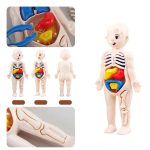 Lehrreiches Anatomie-Modell für Kinder mit sichtbaren Organen und Knochen.
