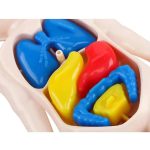Modell von menschlichen Organen in bunten Farben, ideal für Bildungszwecke und medizinische Schulungen.