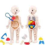 Detailliertes humanoides Anatomie-Spielzeug mit herausnehmbaren Organen, ideal für Bildung und Wissenschaft.