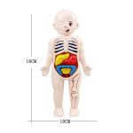 Detailliertes humanoides Anatomie-Modell mit sichtbaren Organen und Knochen, ideal für Bildungszwecke und medizinisches Lernen.
