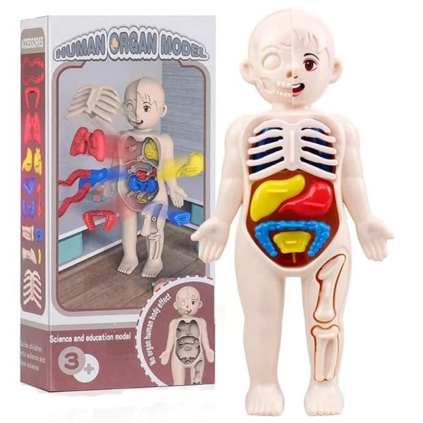 Anatomisches Humanoides Modell mit sichtbaren Organen, Knochen und Muskeln, ideal für Bildung und Wissenschaft.