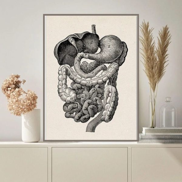 Detaillierte Illustration des menschlichen Verdauungstrakts, zeigt Magen, Darm und andere innere Organe in Schwarz-Weiß, ideal für medizinische oder wissenschaftliche Dekorationen.