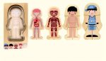 Anatomische Körpermodelle für Kinder, inklusive Skelette, Organe, Muskeln und menschliche Figuren, ideal für Bildung und Wissenschaft.