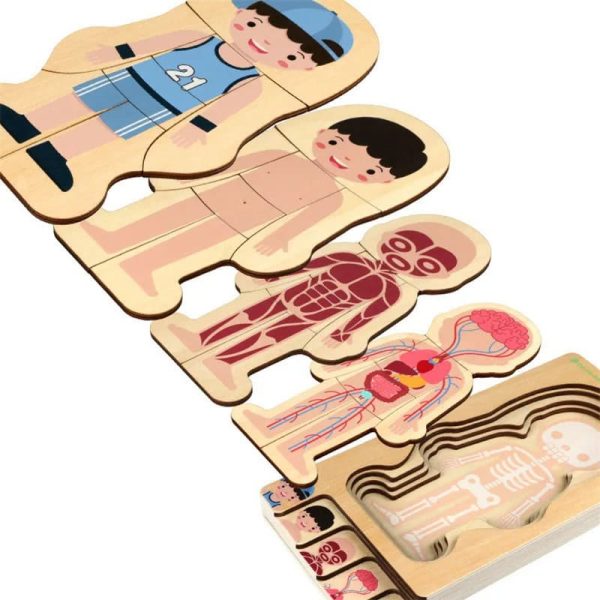Mehrstufiges wissenschaftliches Puzzle mit menschlichem Körper, Anatomie und Organen, ideal für Bildung und Lernen.