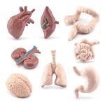 Detaillierte Modelle menschlicher Organe, inklusive Herz, Lunge, Gehirn und Verdauungssystem, ideal für Bildungszwecke und wissenschaftliche Demonstrationen.