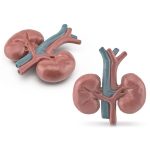 Detailliertes Kunststoff-Nierenmodell mit Blutgefäßen, ideal für medizinische Bildung und Anatomieunterricht.