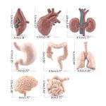 Detaillierte anatomische Modelle für Bildung und Dekoration.
