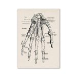 Detailliertes wissenschaftliches Diagramm der menschlichen Handknochen mit Beschriftungen, ideal für Bildung und Dekoration.