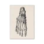 Detailliertes wissenschaftliches Diagramm der menschlichen Handknochen, zeigt die Knochenstruktur und Anatomie für Bildungs- und Forschungszwecke.