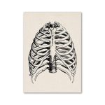 Detaillierte anatomische Illustration des menschlichen Brustkorbs und des Brustbeins, zeigt die Knochenstruktur und die Anordnung der Rippen.