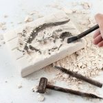 Fossil eines prähistorischen Lebewesens auf einem Stein, mit Pinsel gereinigt, um Details sichtbar zu machen.