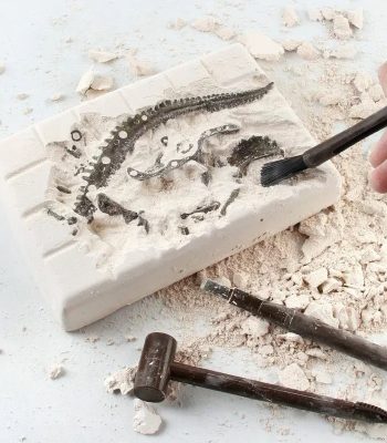 Fossil eines prähistorischen Lebewesens auf einem Stein, mit Pinsel gereinigt, um Details sichtbar zu machen.