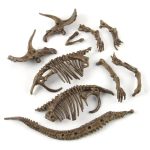 Fossile Dinosaurier Knochen, inklusive Schädel, Wirbelsäule und Gliedmaßen, sorgfältig ausgegraben und präsentiert auf weißem Hintergrund. Perfekt für Wissenschafts- und Bildungszwecke.