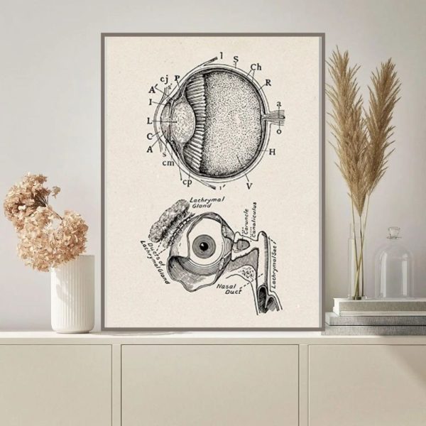 Detailliertes wissenschaftliches Poster zeigt die Anatomie des menschlichen Auges und Nasenbereichs mit Beschriftungen. Perfekt für Bildung und Dekoration in wissenschaftlichen Räumen.