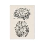 Detaillierte anatomische Illustration des menschlichen Gehirns, zeigt verschiedene Bereiche und Strukturen in Schwarz-Weiß, ideal für wissenschaftliche Dekorationen.