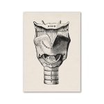 Detaillierte anatomische Illustration des menschlichen Hals- und Kehlkopfs, zeigt Schildknorpel, Kehlkopf, Stimmbänder und umliegende Strukturen.