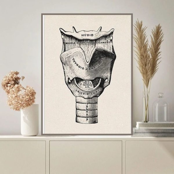 Detaillierte anatomische Illustration der Schilddrüse mit Beschriftungen der verschiedenen Teile, ideal für medizinische Bildung und Dekoration.