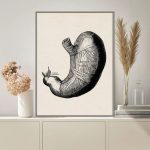 Detaillierte wissenschaftliche Illustration eines menschlichen Herzens, zeigt die Anatomie und wichtige Strukturen in Schwarz-Weiß.