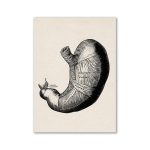 Detailliertes anatomisches Magenmodell in Schwarz-Weiß-Illustration, zeigt innere Strukturen und Textbeschriftungen, ideal für wissenschaftliche Dekorationen.