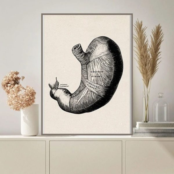 Detaillierte wissenschaftliche Illustration eines menschlichen Herzens, zeigt die Anatomie und wichtige Strukturen in Schwarz-Weiß.
