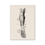 Detaillierte anatomische Illustration des Oberarms und Unterarms, zeigt Muskeln, Knochen und Nerven für medizinisches Studium und Wissenschaft.