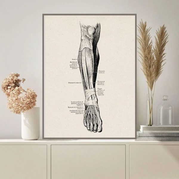 Detaillierte wissenschaftliche Illustration des menschlichen Humerus und Unterarms, zeigt Muskeln, Knochen und Anatomie für Bildungszwecke.